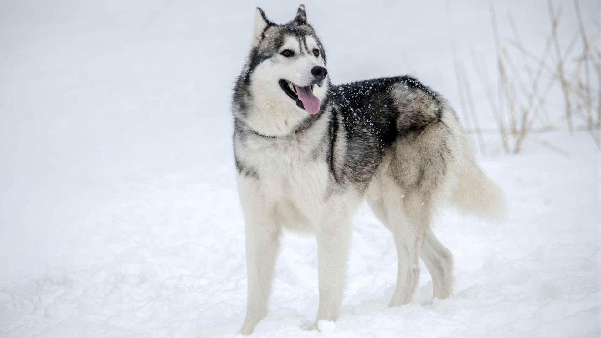 7 Dog Breeds With Snowball-Resistant Fur for Winter Adventures