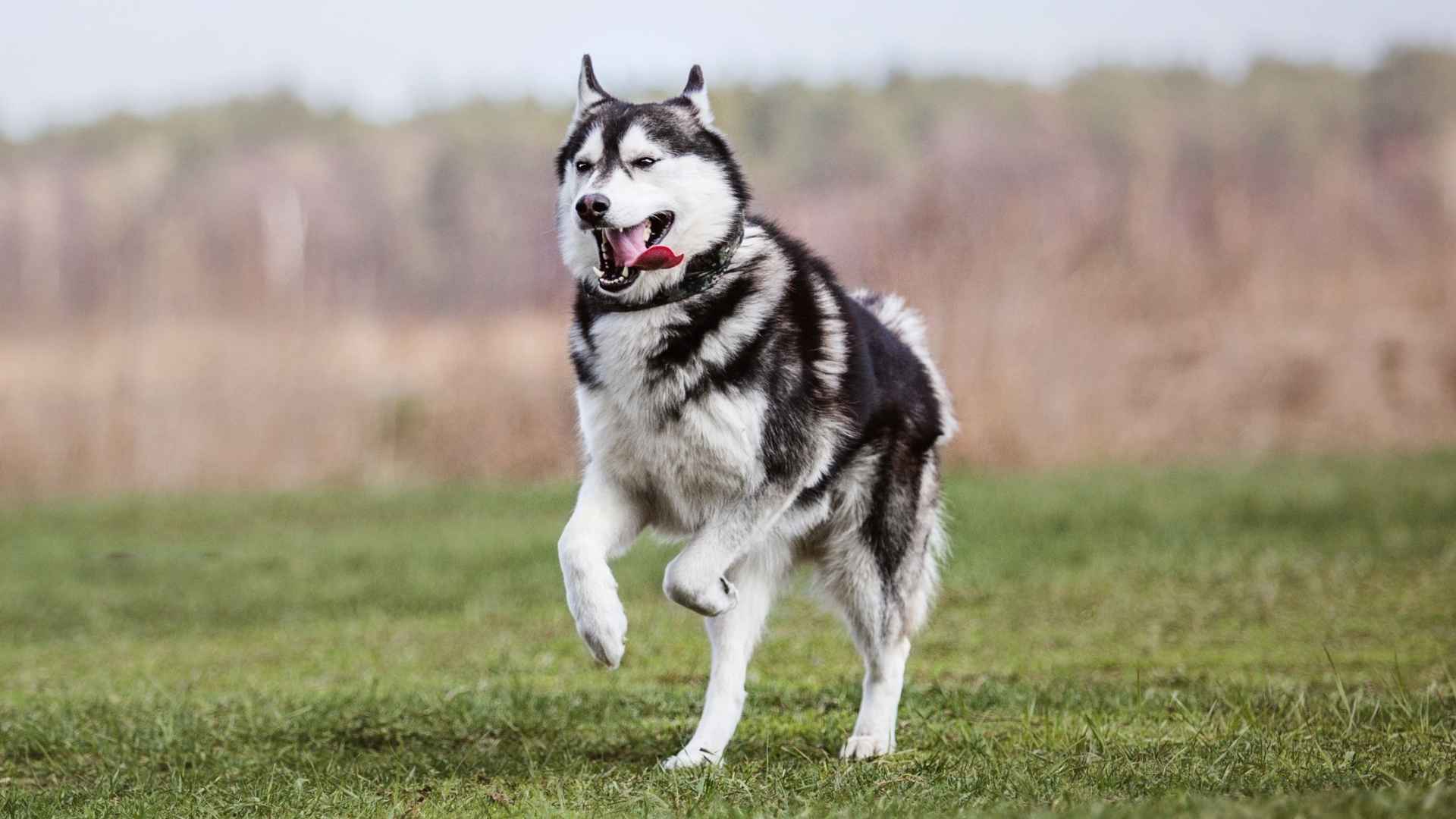 7 Dog Breeds With Strong Outdoor Stamina For Long Running