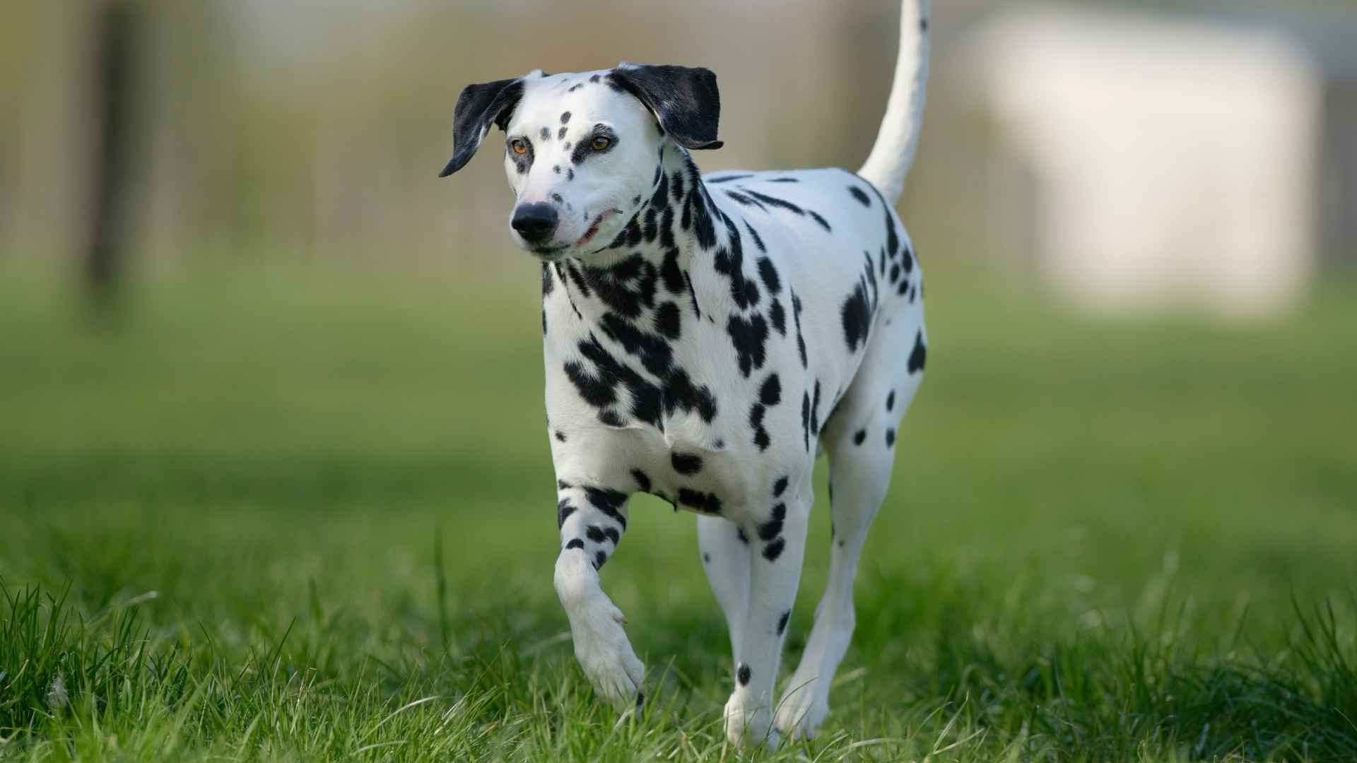 7 Dog Breeds With Surprising Past Professions You Never Knew About