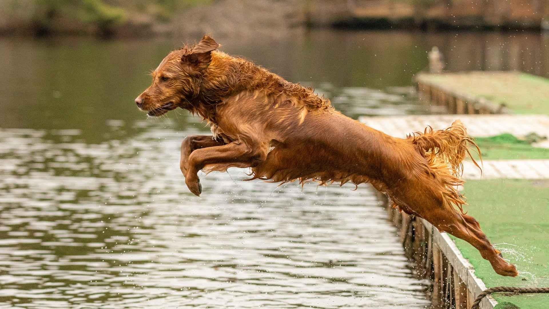 Dog Breeds That Excel In Dock Diving Competitions
