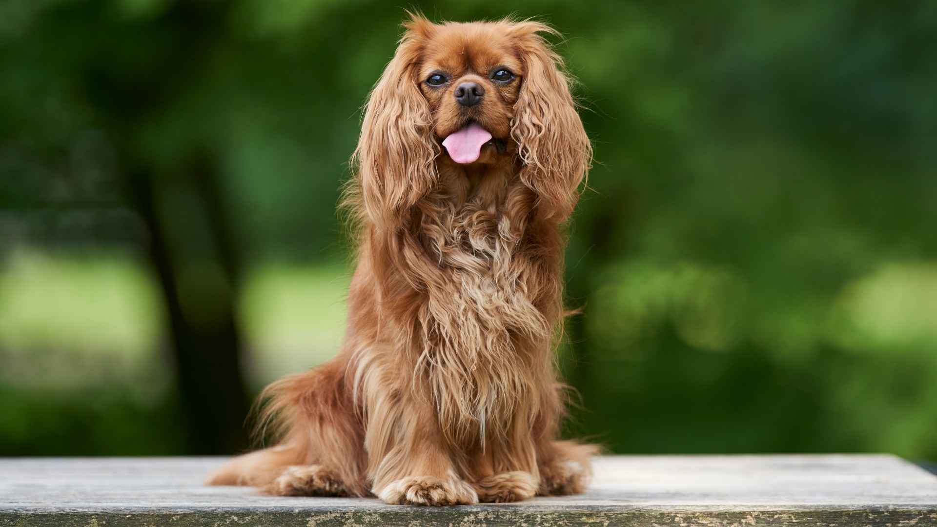 7 Dog Breeds With The Most Expressive Faces—and All the Feels!