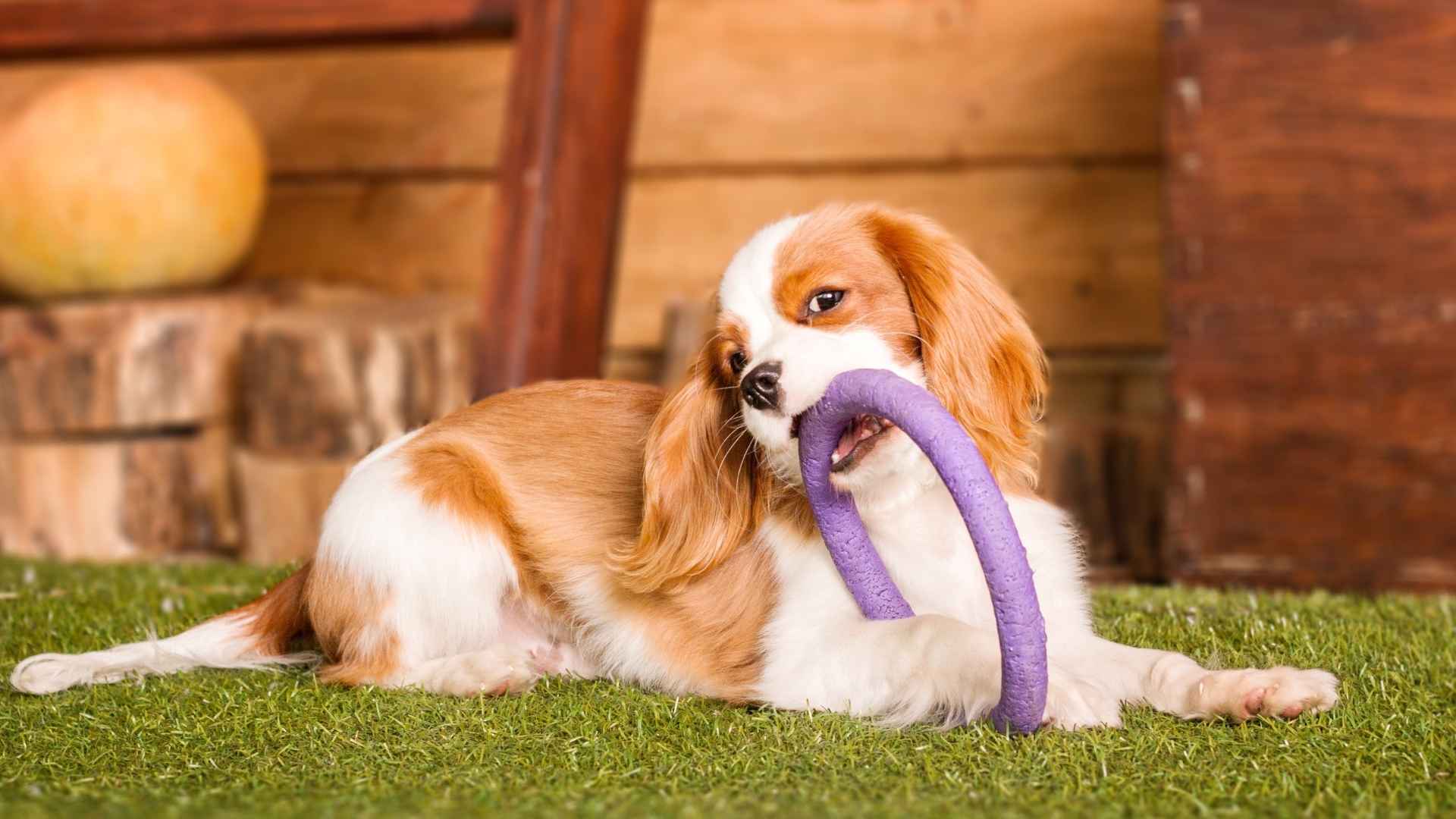 7 Dog Breeds With The Weirdest Habits (But Adorable)