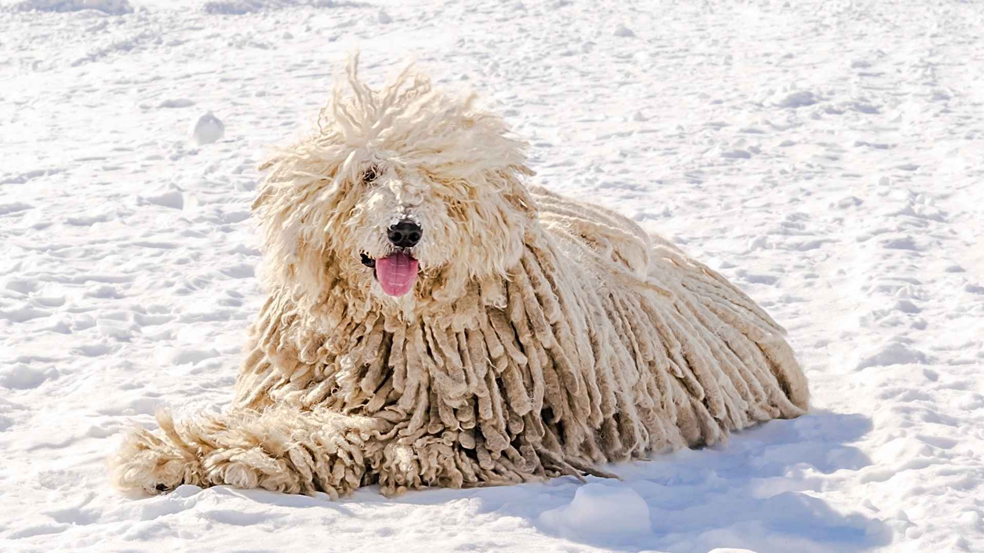 7 Dog Breeds With Unique Fur Patterns You Have to See to Believe