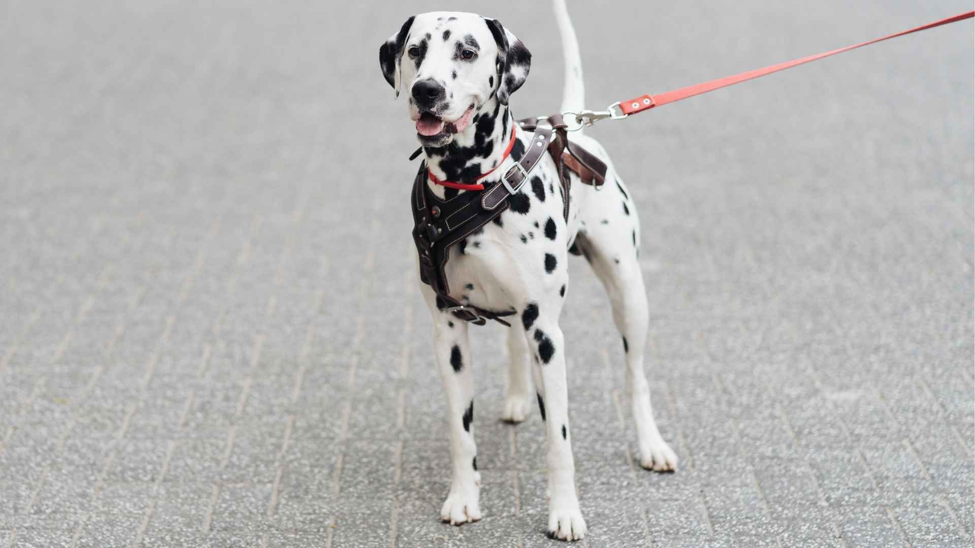 7 Dog Breeds With Unique Piebald Patterns That'll Catch Your Eye