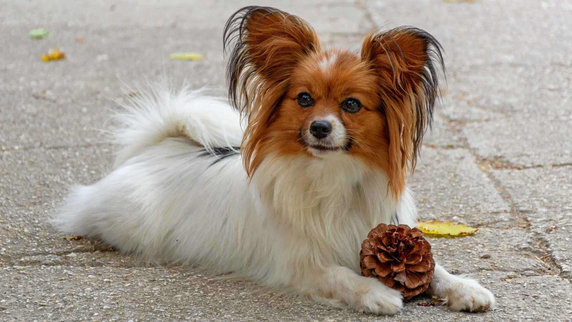 7 Dog Breeds With the Most Adorable Ears You’ll Fall In Love With