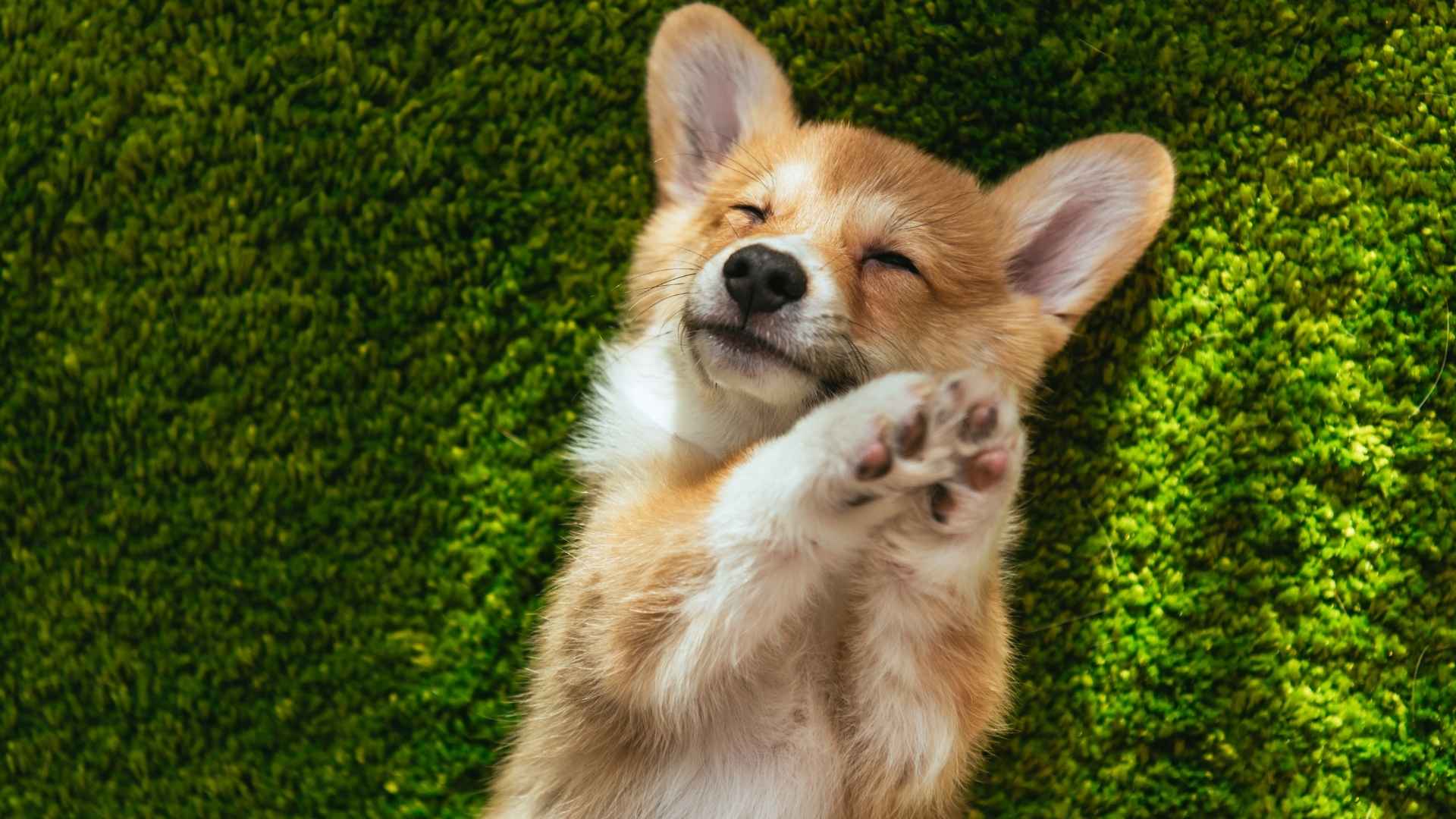 7 Dog Breeds With the Most Adorable Paw Prints