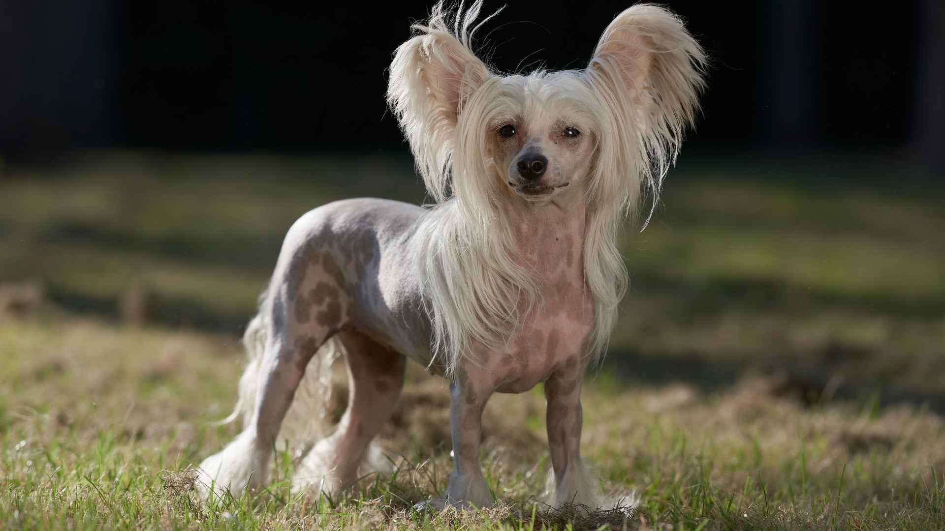 7 Quirkiest Dog Breeds on Earth that Break All the Rules