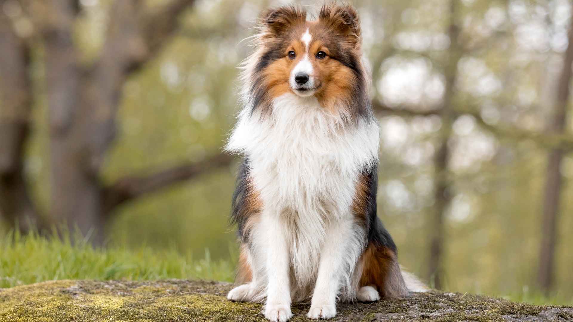 7 Dog Breeds With the Most Impressive Memory & Intelligence