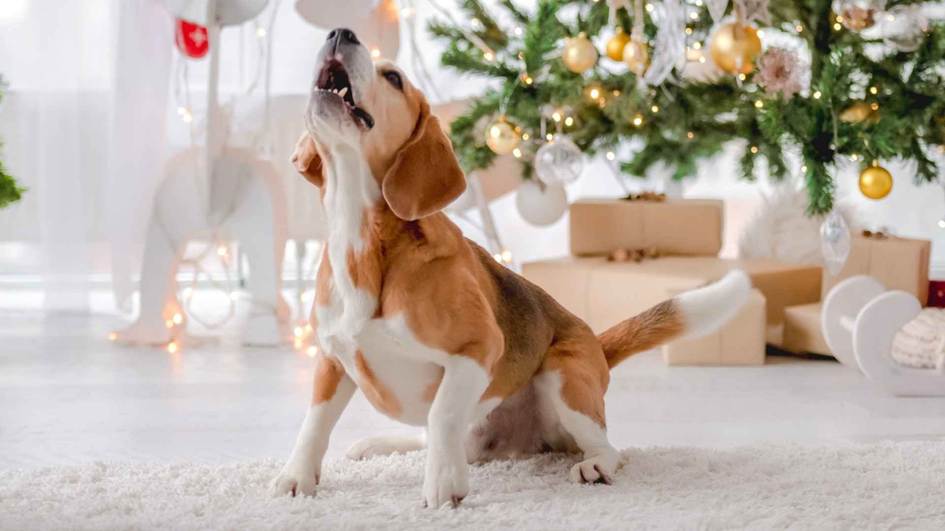 7 Dog Breeds With the Most Memorable Howls You'll Love