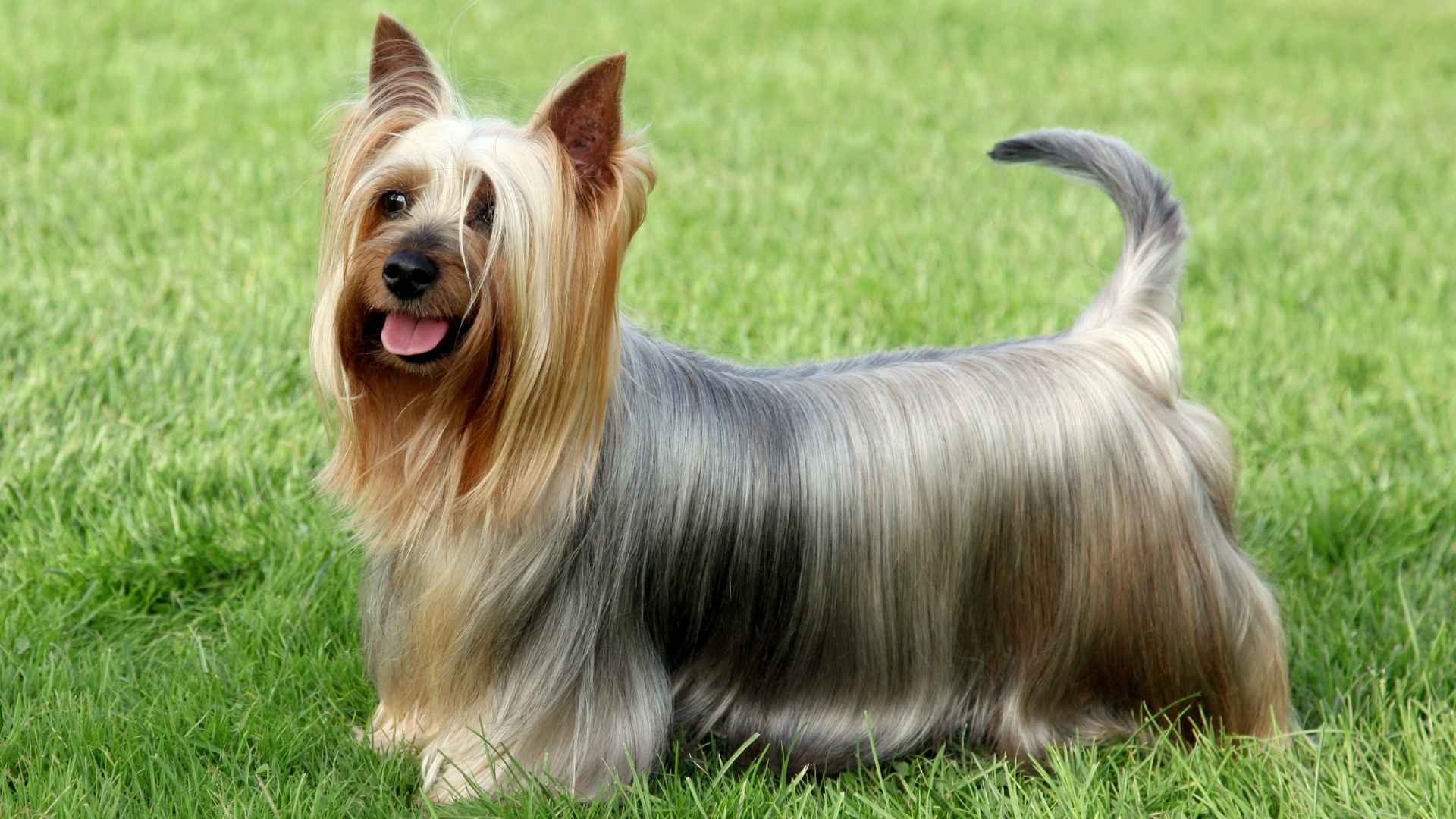 7 Dog Breeds With the Softest Fur That You'll Want to Cuddle