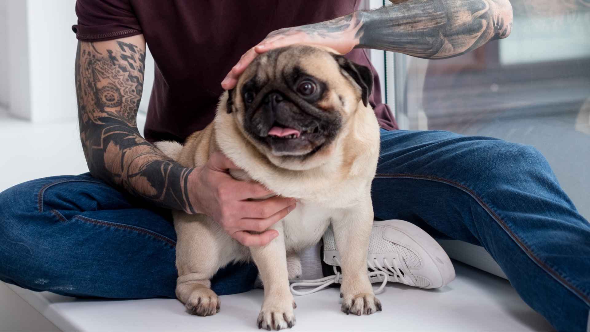 7 Dog Breeds for City Life and Small Spaces That Thrive in the Heart of Urban Living