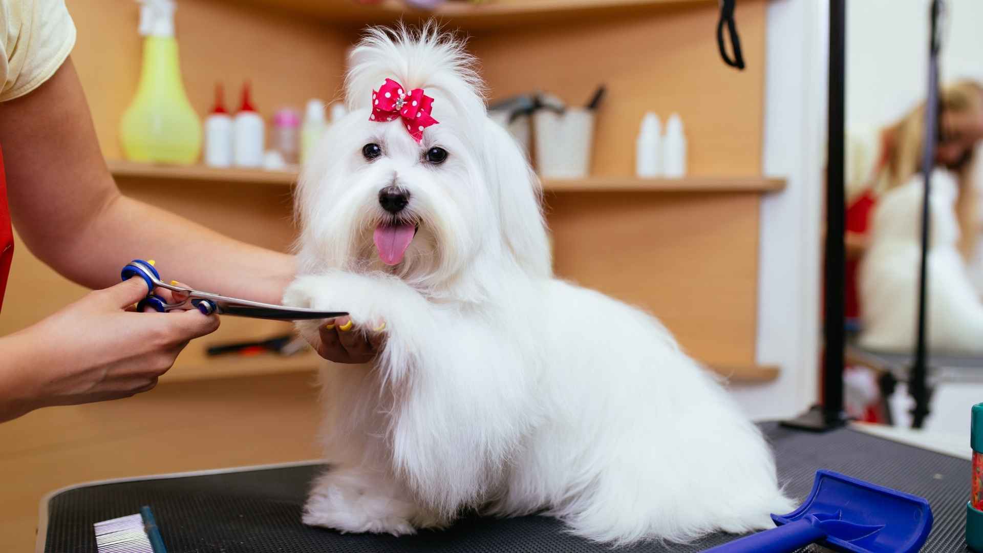 7 Dog Breeds for Grooming Enthusiasts: From Fluf to Fab