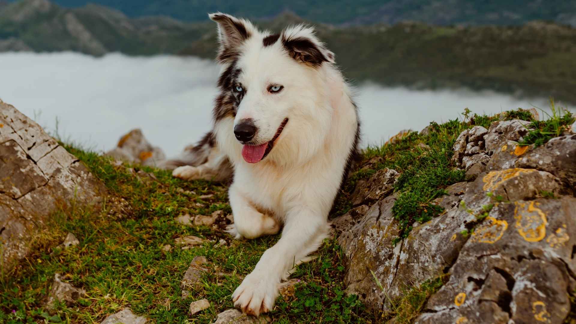 7 Dog Breeds for High-Altitude Living and Mountains