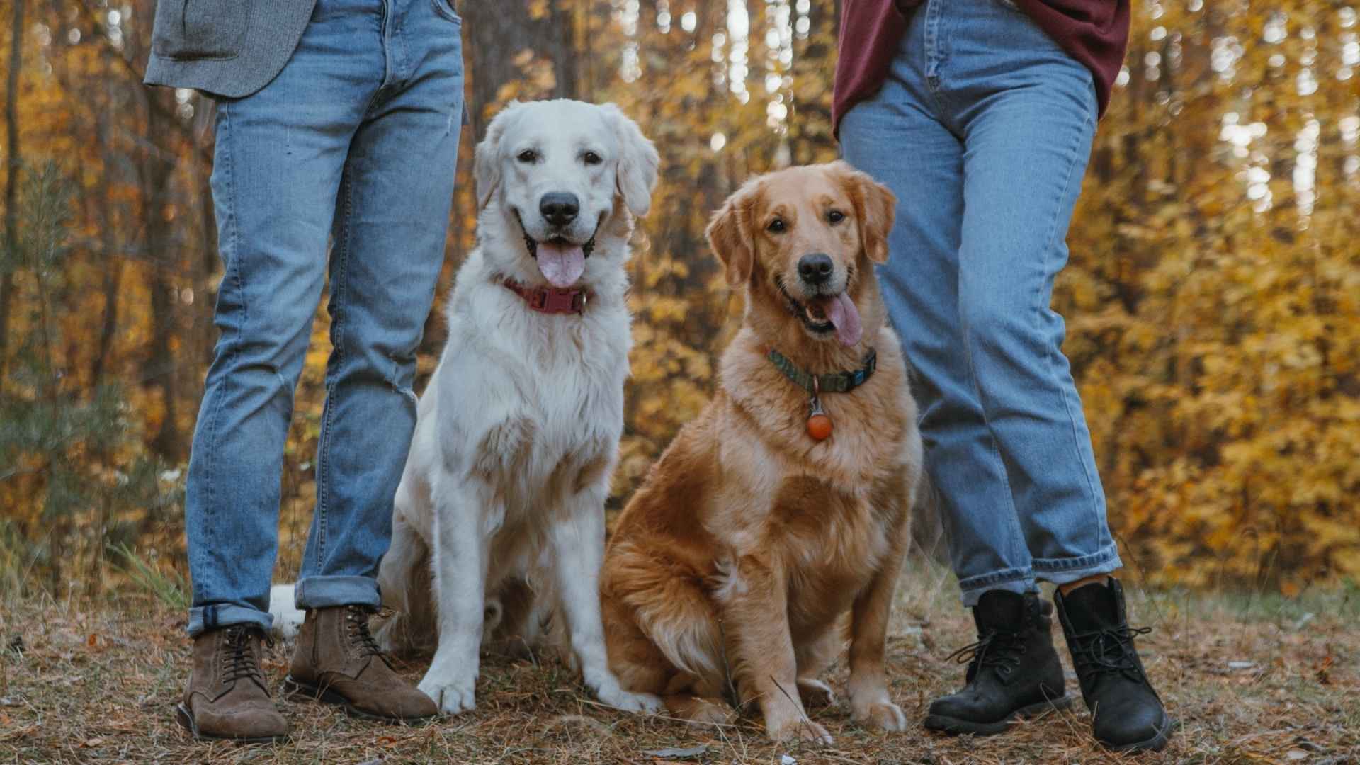 7 Dog Breeds for Married Couples That Are Basically Relationship Goals