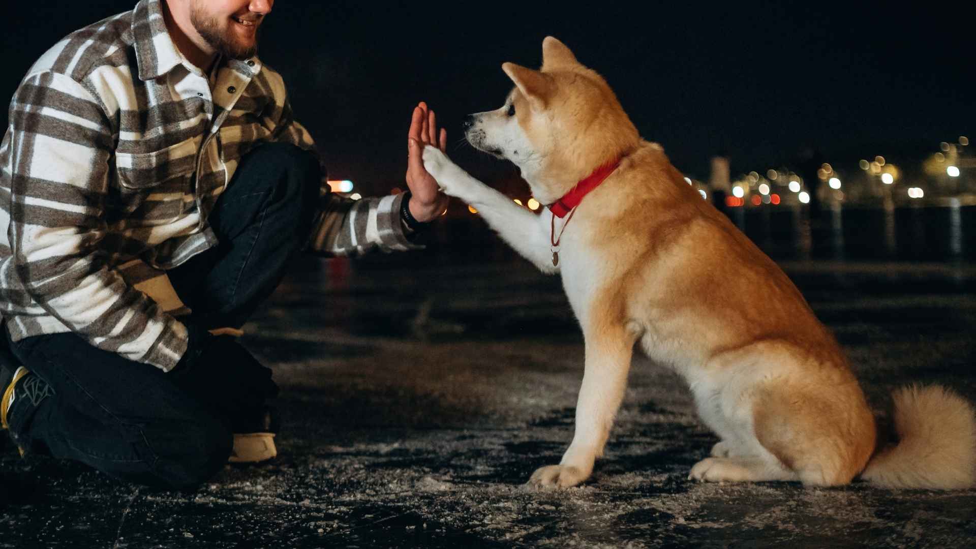 7 Dog Breeds for Night Owls That Don’t Mind a Late Bedtime