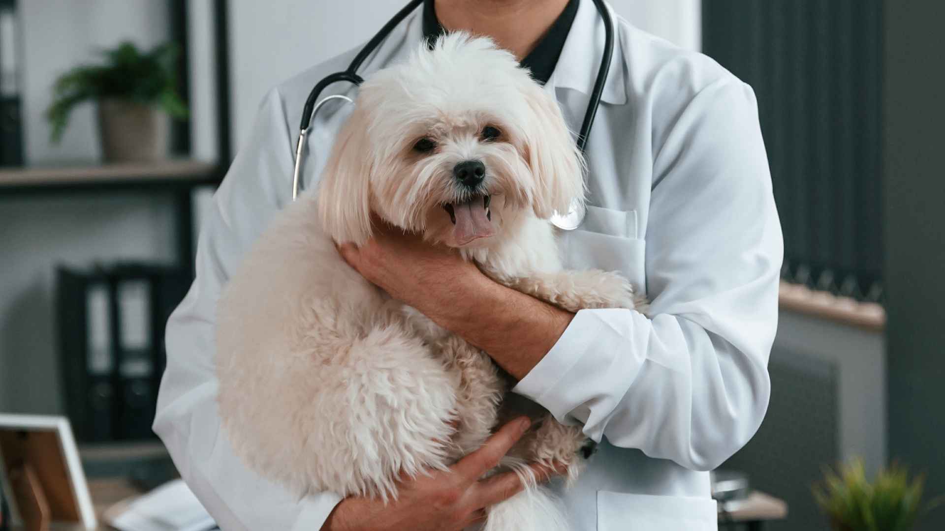 7 Dog Breeds for Nurses and Doctors Who Work Long Hours