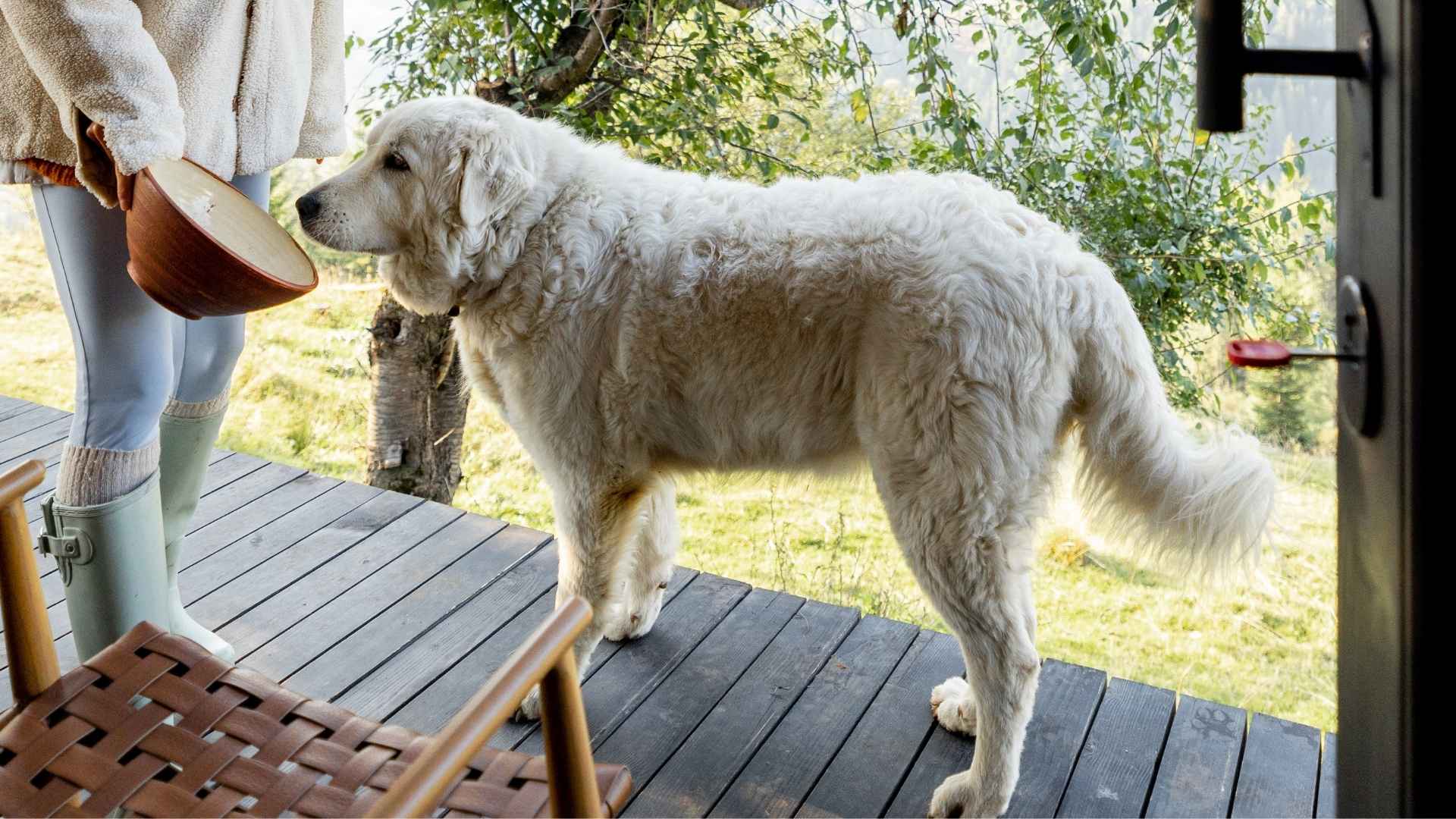 7 Dog Breeds for Off-Grid Living: Strong and Smart Companions