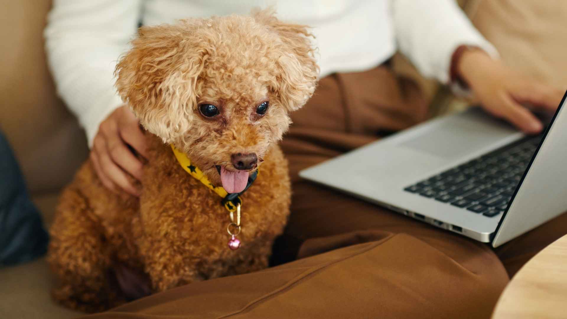 7 Dog Breeds for Tech-Savvy Owners That Sync Well with Smart Homes