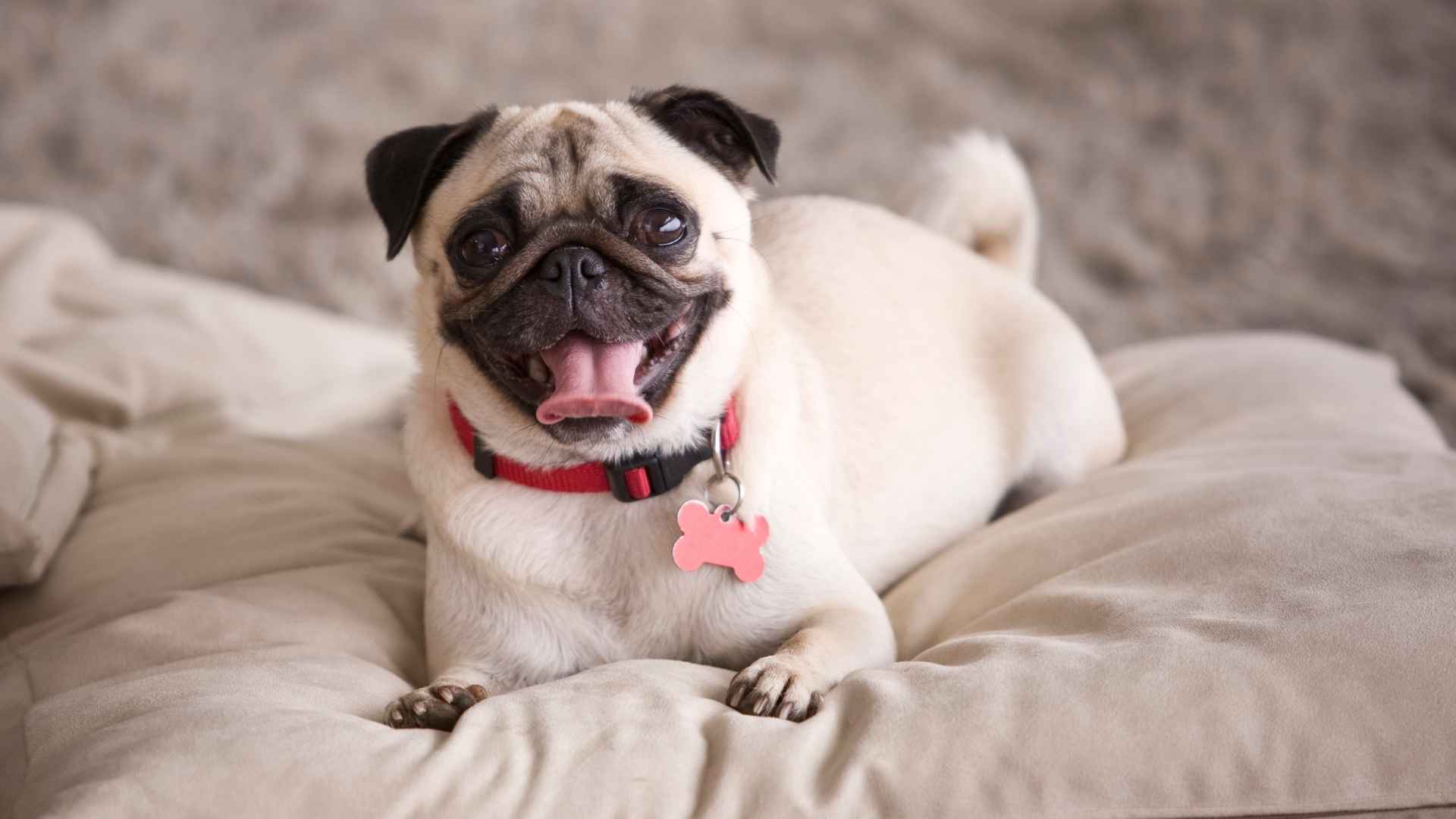 7 Dog Breeds for a Small Home That Don’t Need Much Room