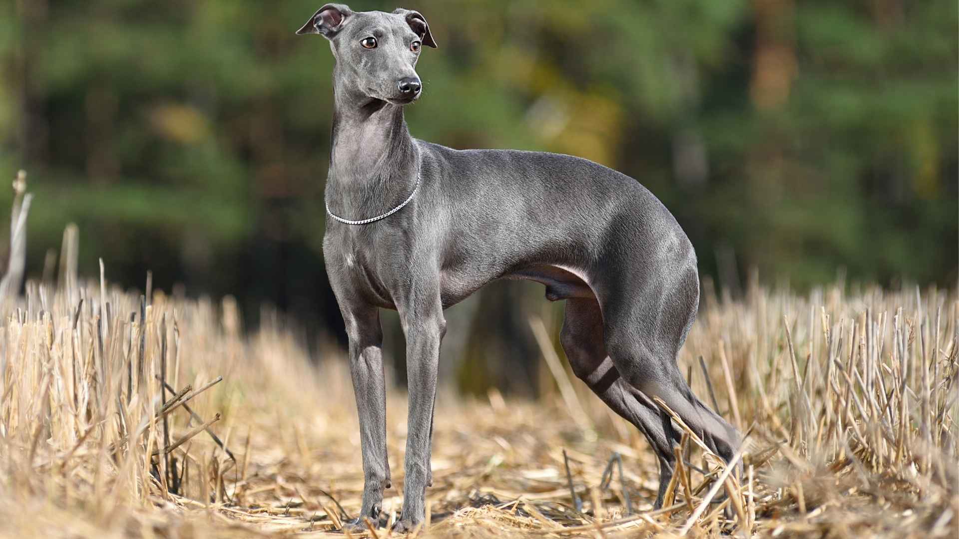 7 Dog Breeds that Look Neat with No Effort: Canines with an Effortless Charm