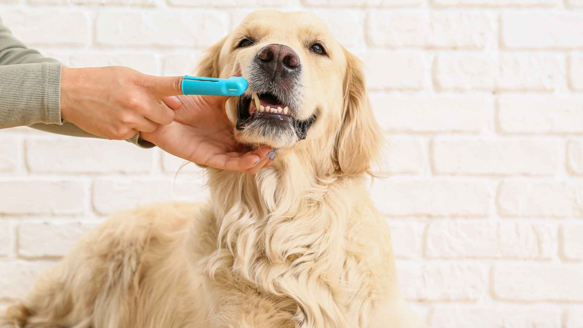 7 Dog Breeds with Easiest Dental Care With Minimal Dental Problems
