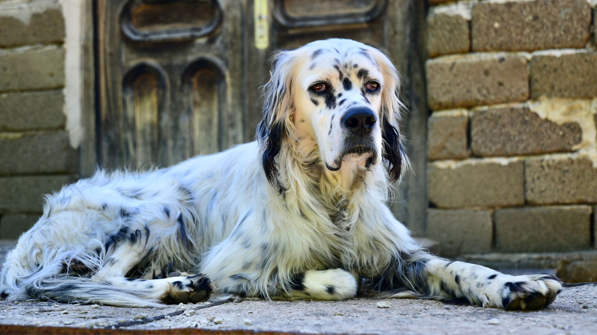 7 Dog Breeds with Forgotten Historic Roles and Their Unique Purposes