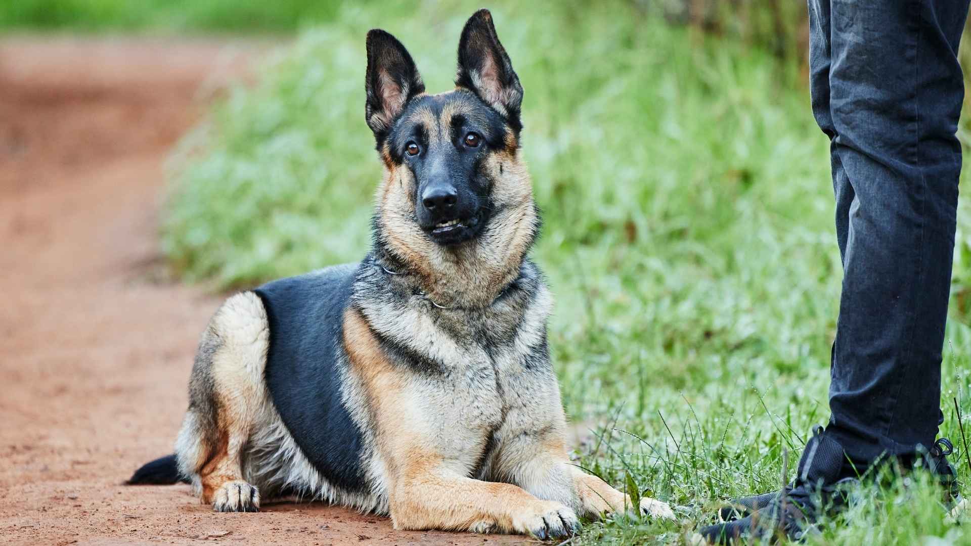 7 Dog Breeds with Incredible Rescue Instincts That Save Lives Naturally