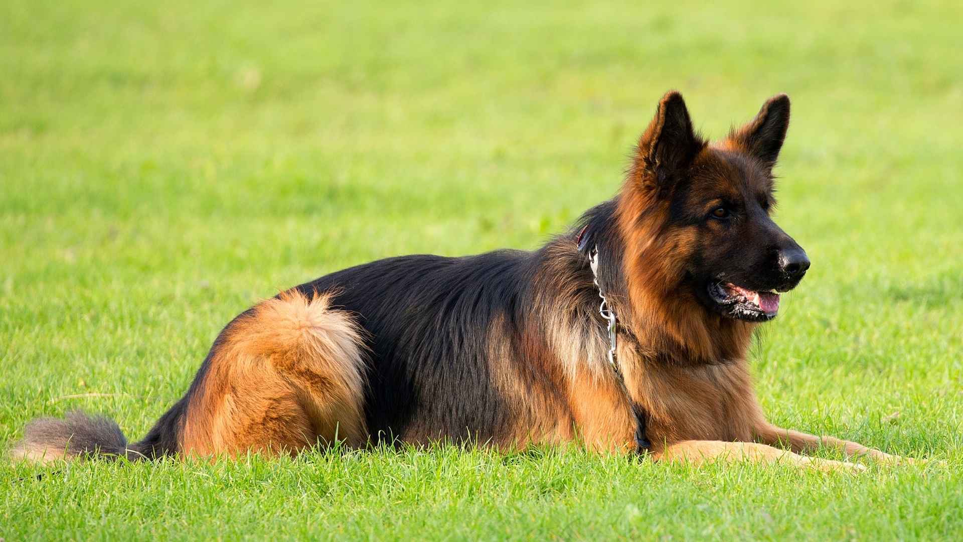 7 Dog Breeds with Incredible Work Ethics to Get the Job Done