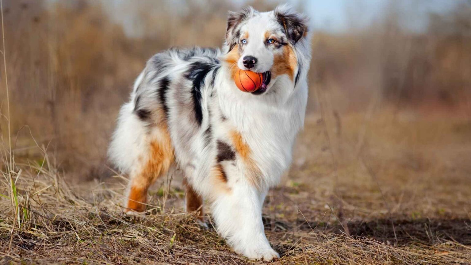 7 Dog Breeds With Merle Patterns Make You Do A Double Take