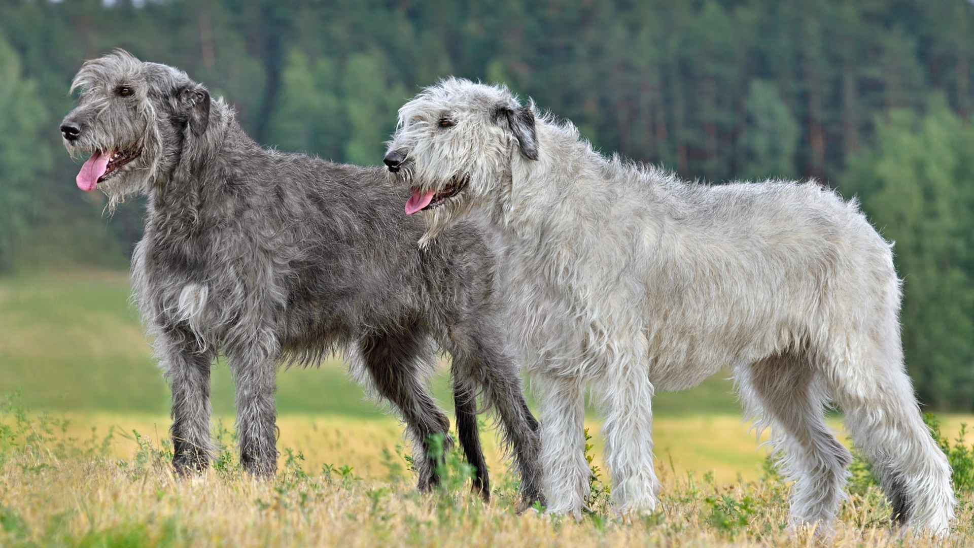 7 Dog Breeds with Silver Coats That Shine in Style