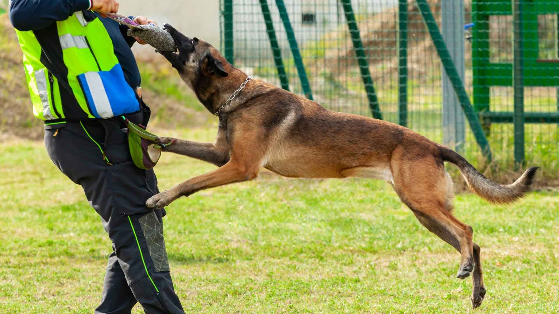 7 Dog Breeds with the Strongest Bite Force That Could Crush Bones