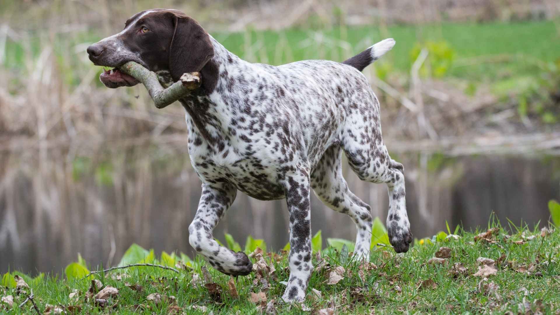 7 Dog breeds with spotted coats That Look Like Works of Art