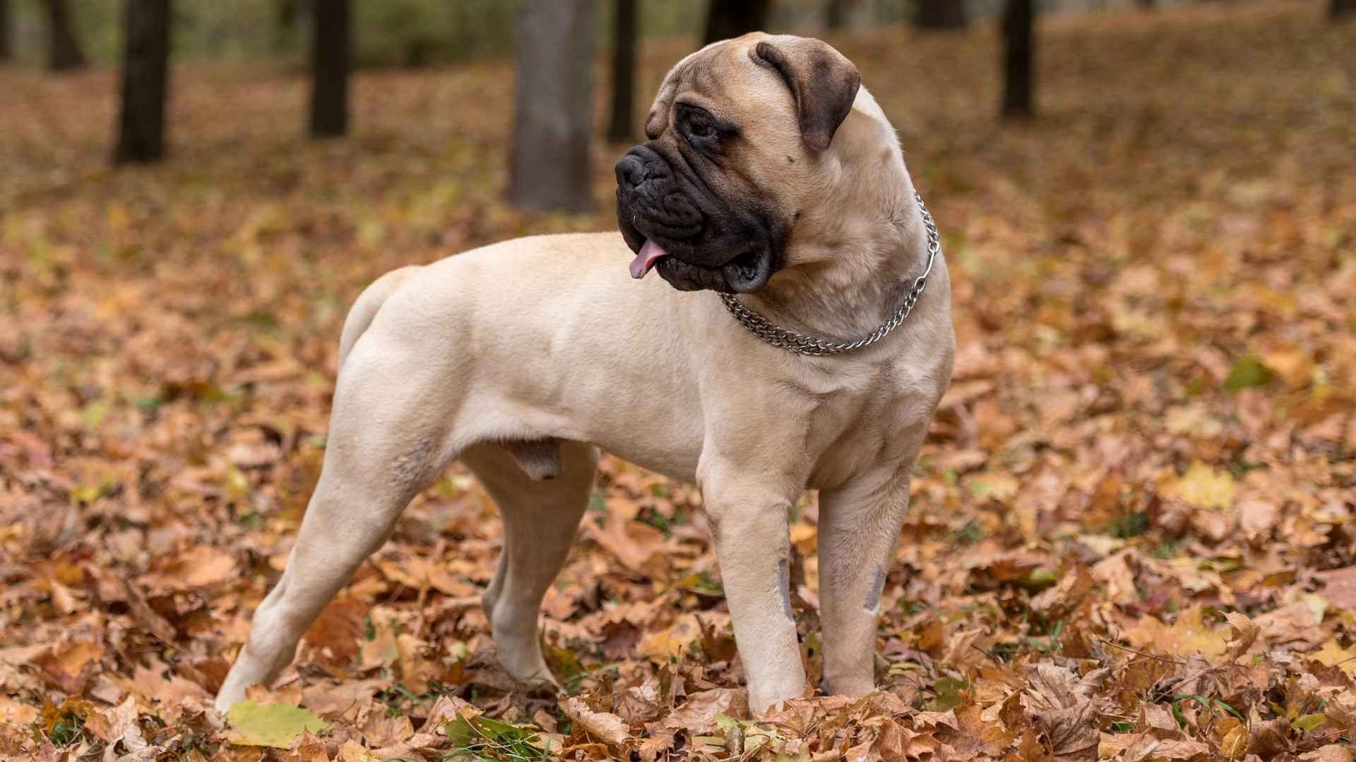 7 Dogs Similar to Cane Corso: Powerful and Protective Breeds