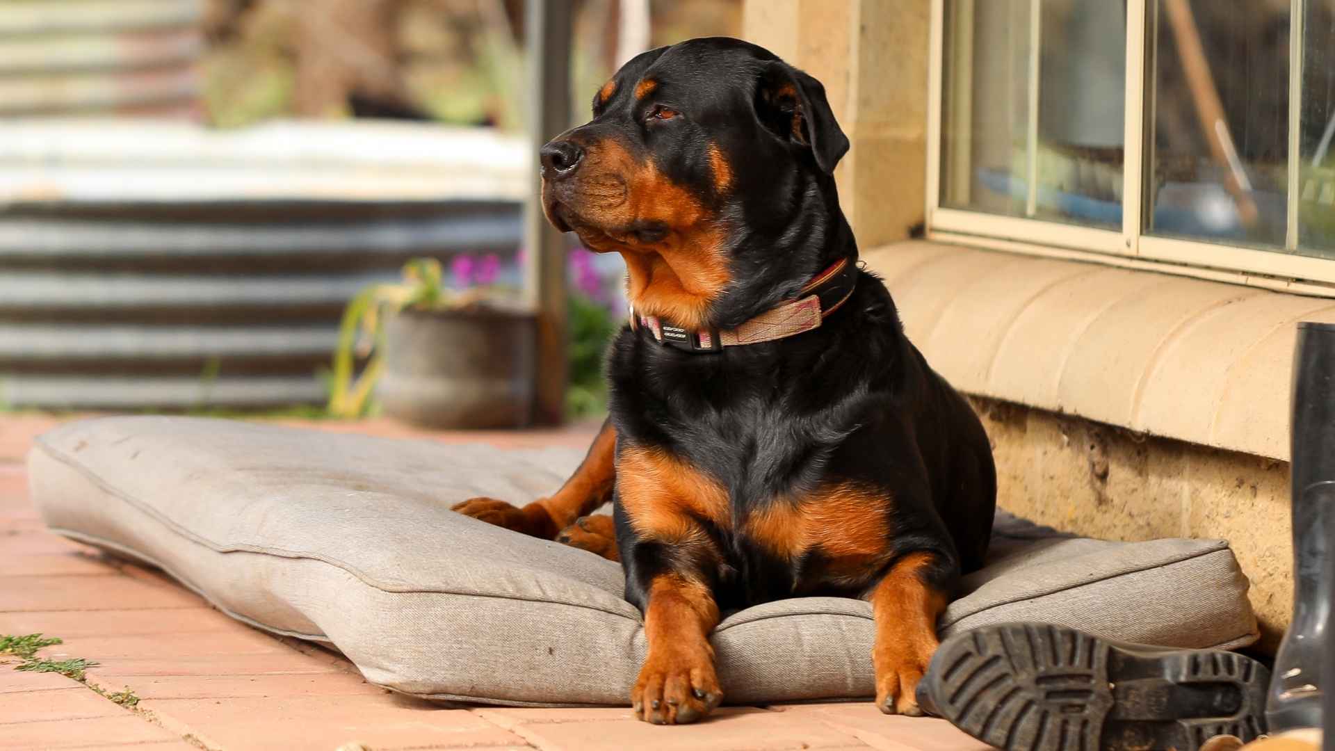 7 Dogs That Are Always “On Watch” - Guardians for Your Home