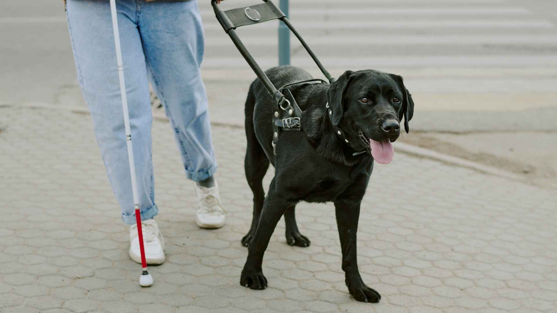 7 Dogs That Excel At Detecting Seizures and Keeping Families Safe