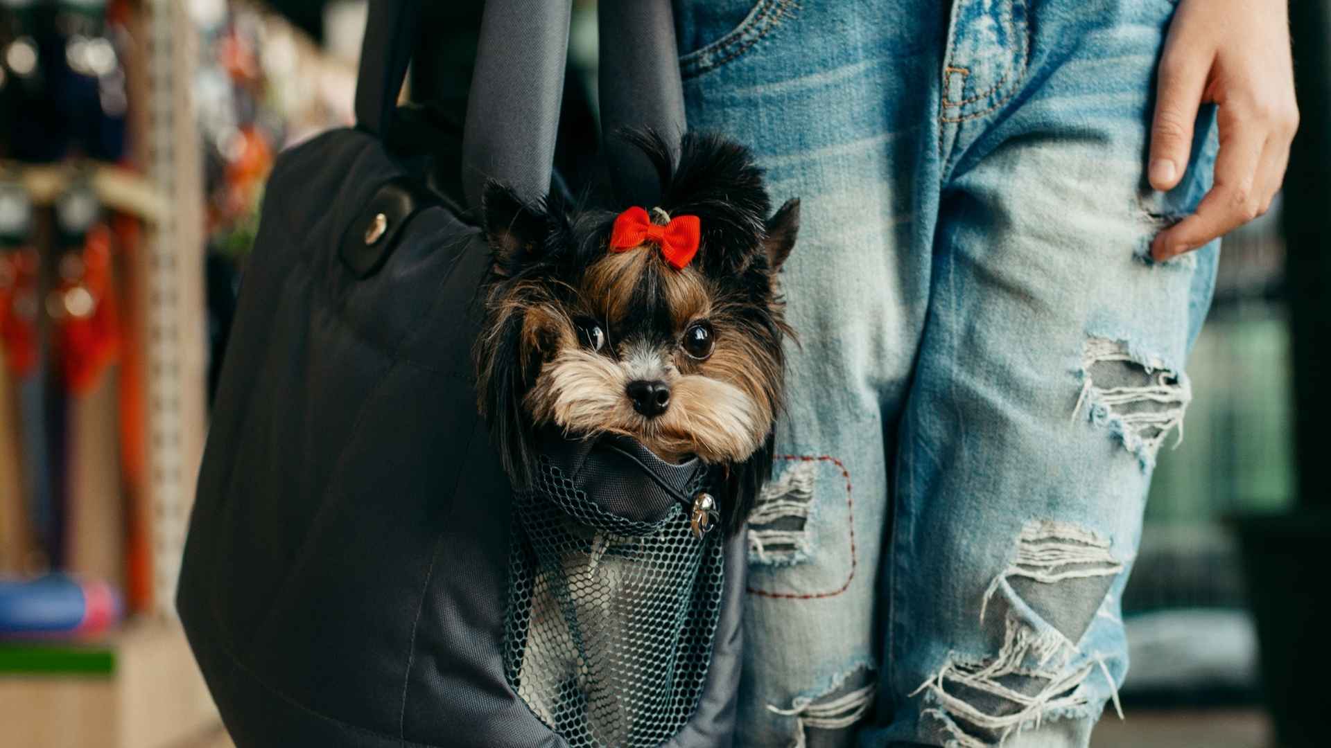 7 Dogs That Fit In Tote Bags Perfectly: Small & Stylish