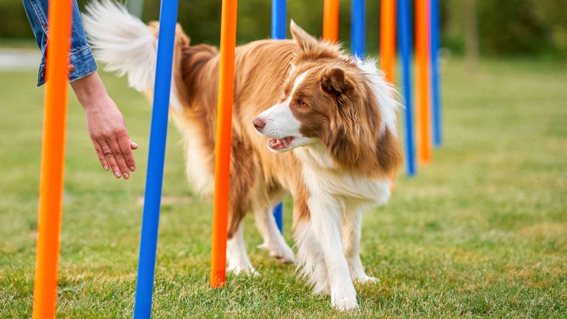 7 Dogs That Learn Commands Quickly for a Smooth Training Process