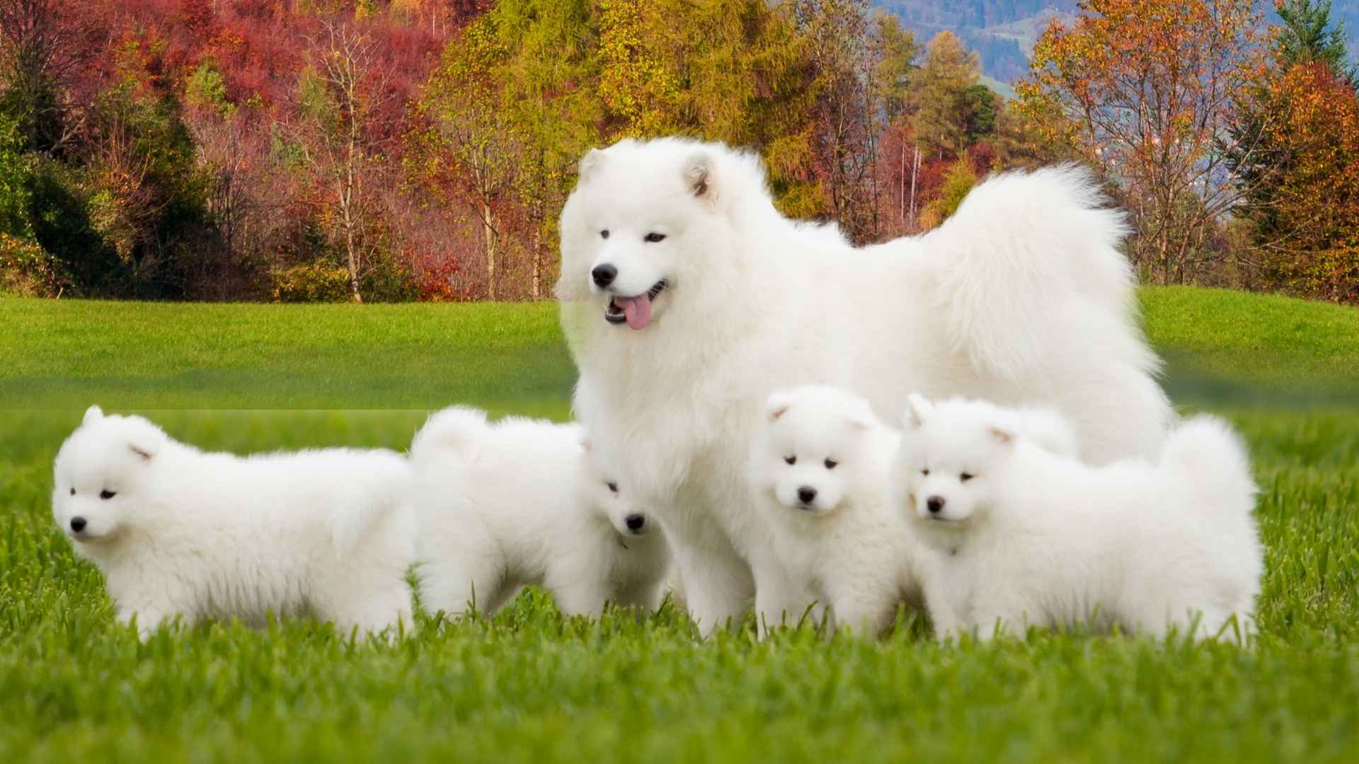7 Dogs With Most Beautiful Puppies You’ll Ever See