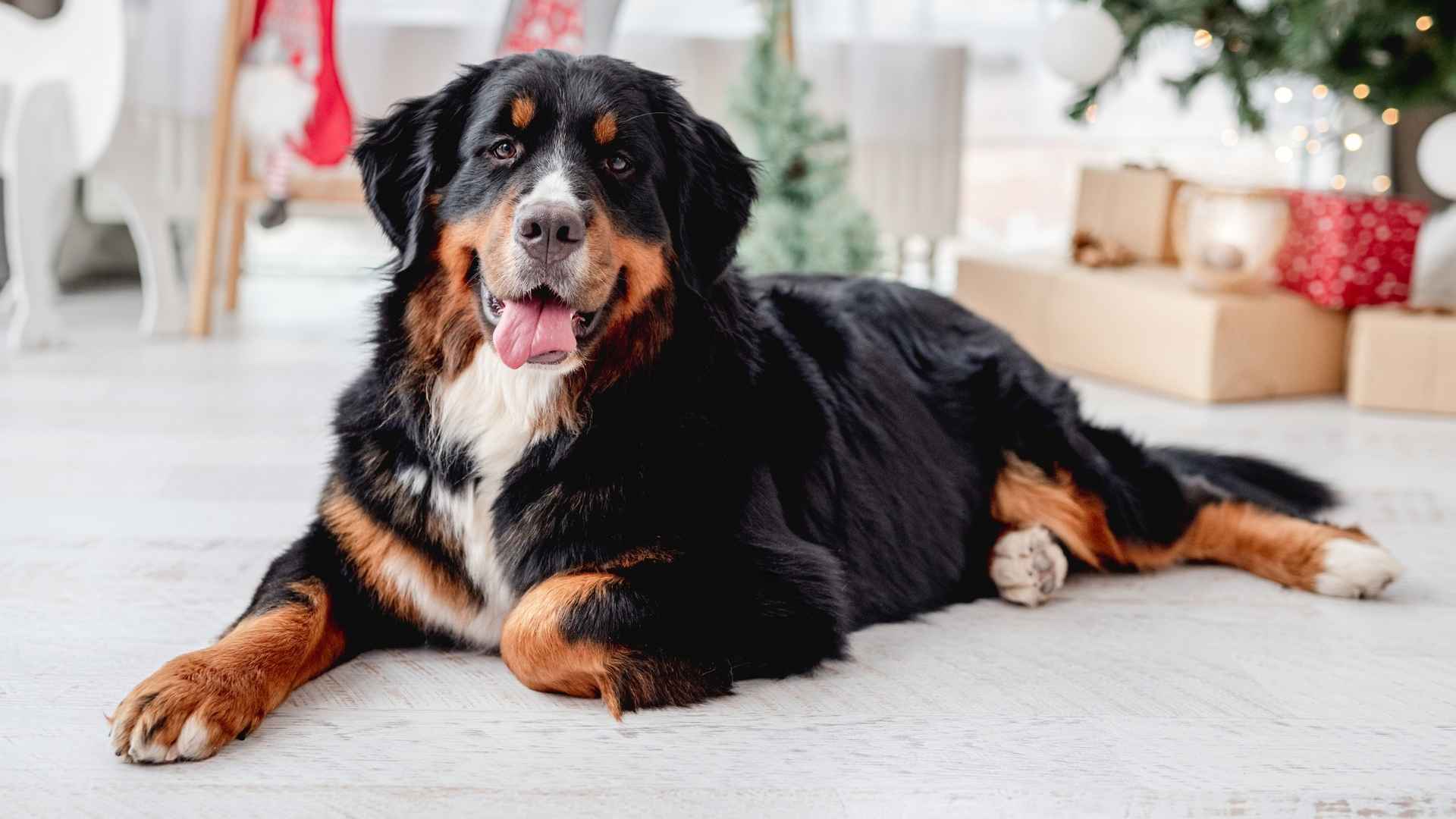 7 Dogs With The Most Behaved Personalities