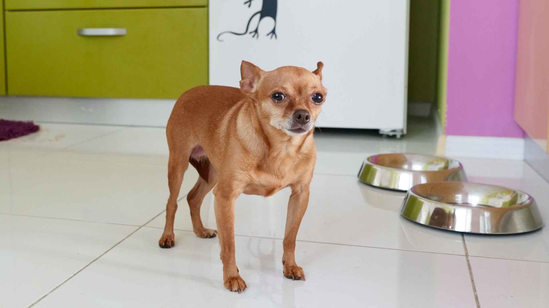 7 Dogs that Look Like Chihuahuas: Small Breeds with Big Chihuahua Vibes