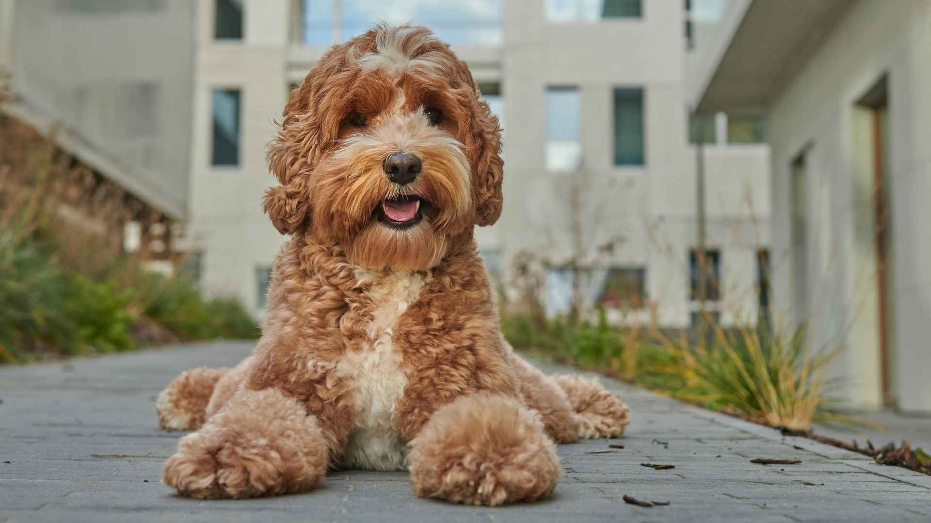 7 Doodle Dog Breeds: Why Everyone’s Falling in Love with Them?