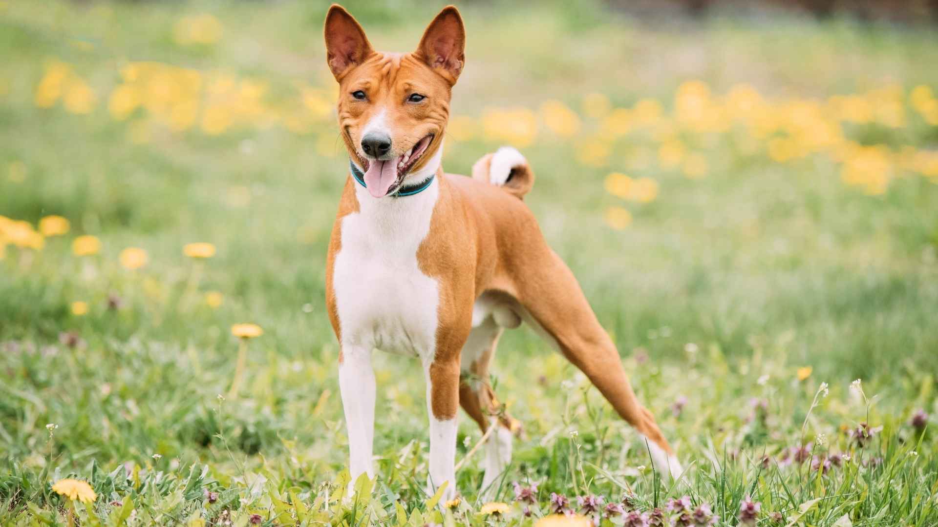 7 Dumbest Dog Breeds: The Hard-To-Train Pups