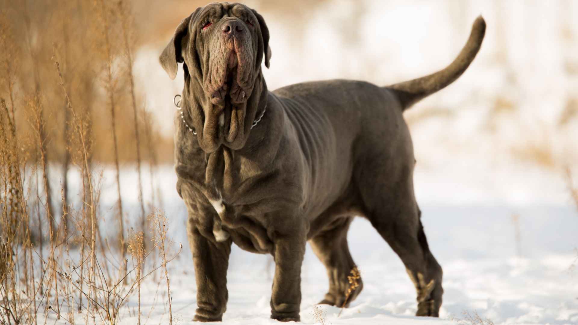 7 Easiest Giant Dog Breeds That Are Big on Love, Low on Drama
