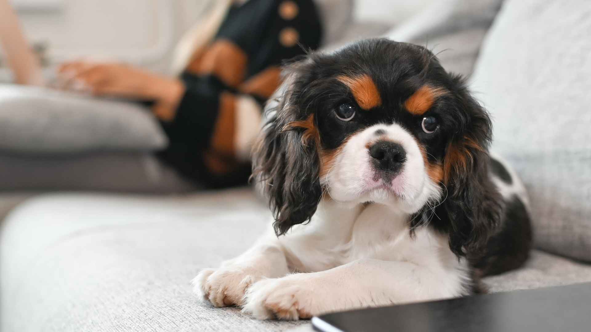 7 Easygoing Dogs for Remote Workers Who Need Quiet Companions
