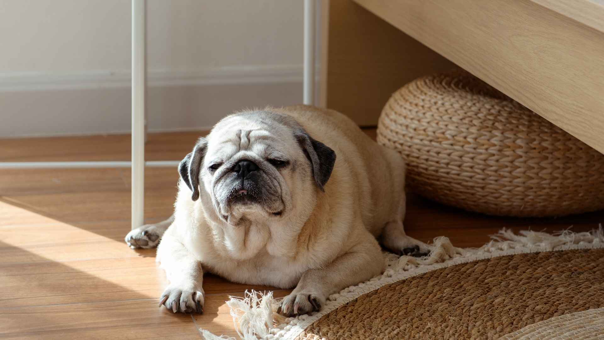 7 Effortless Dog Breeds Perfect For Hectic Lives