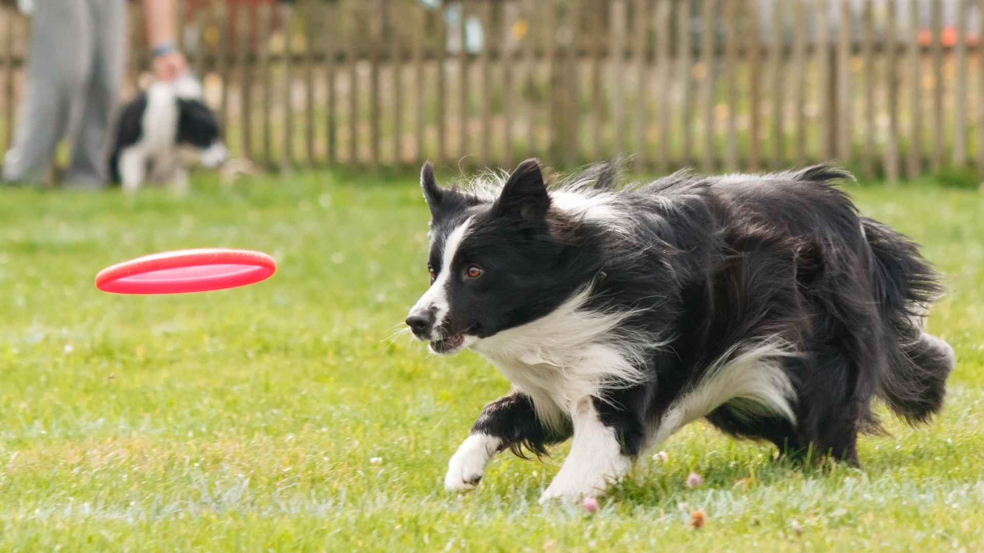 7 Energetic Dog Breeds For Active People that Keep You Moving