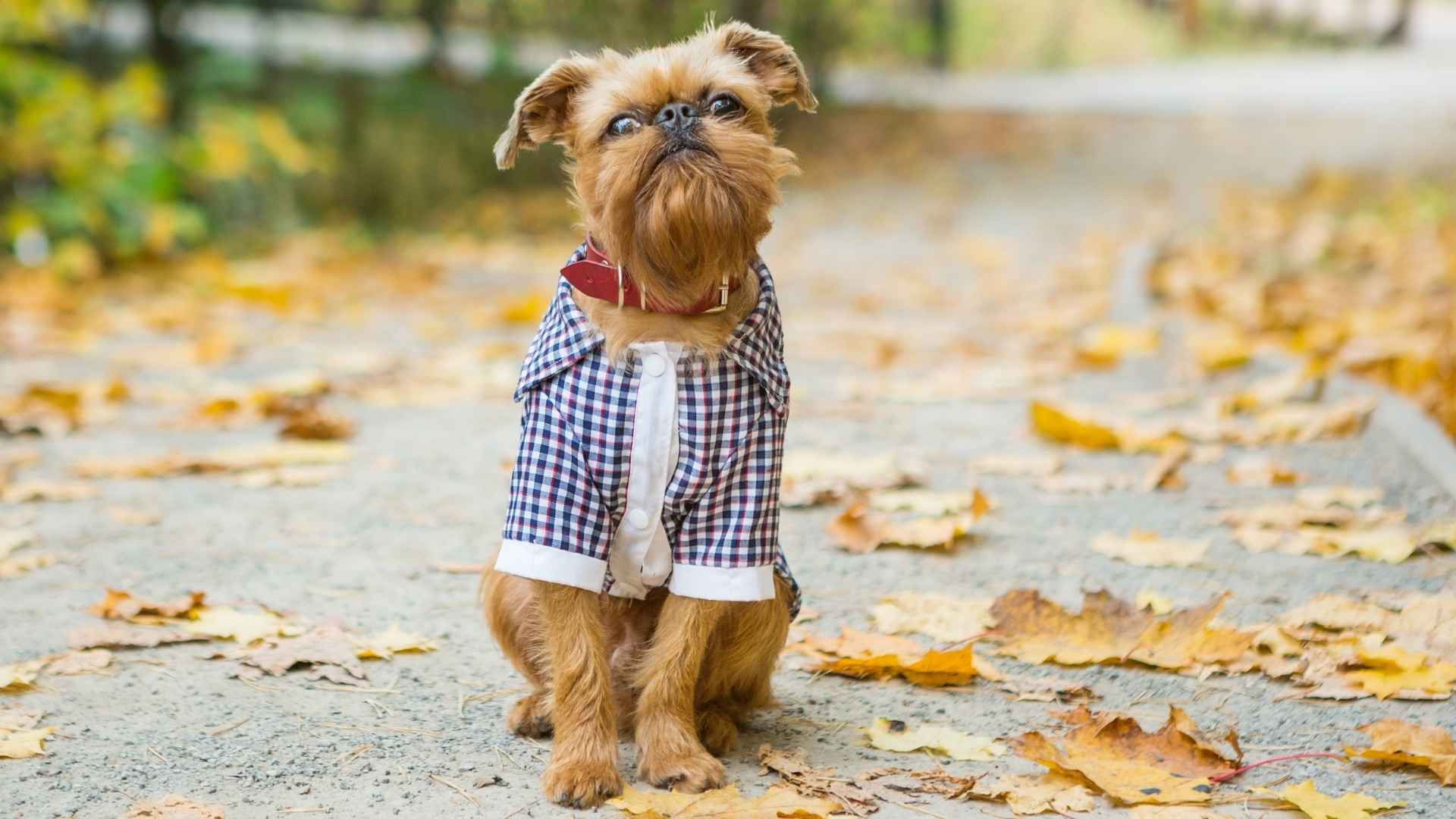 7 Exotic Dog Breeds For City Living: Quiet, Clean & Compact