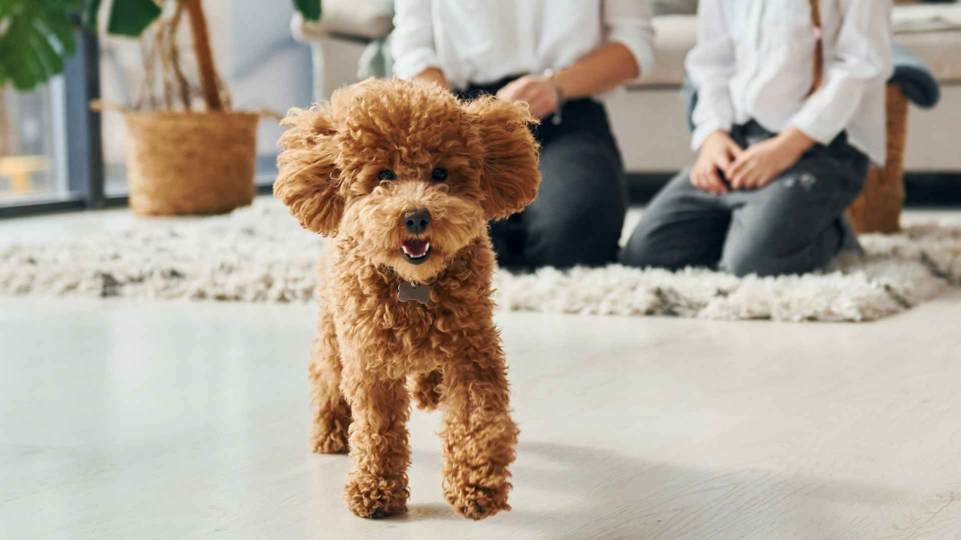 7 Family Small Dog Breeds: Loyal, Loving, and Fun