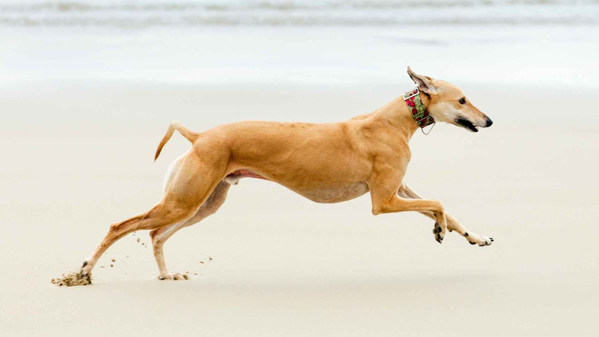 7 Fast Dog Breeds With A Long Lifespan That Stick Around