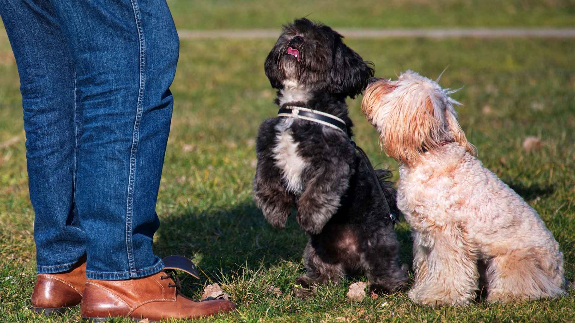 7 Fast Learning Small Dog Breeds That Pick Up Commands Quickly